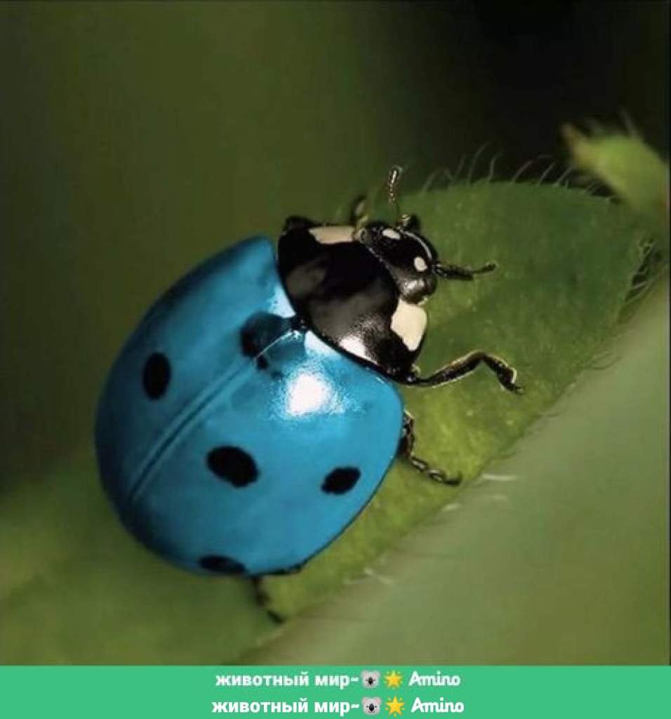 Божья коровка вид снизу