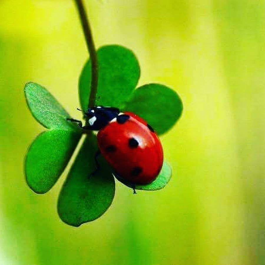 Божья коровка на пальце