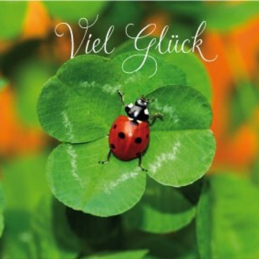 Брюшко Божьей коровки