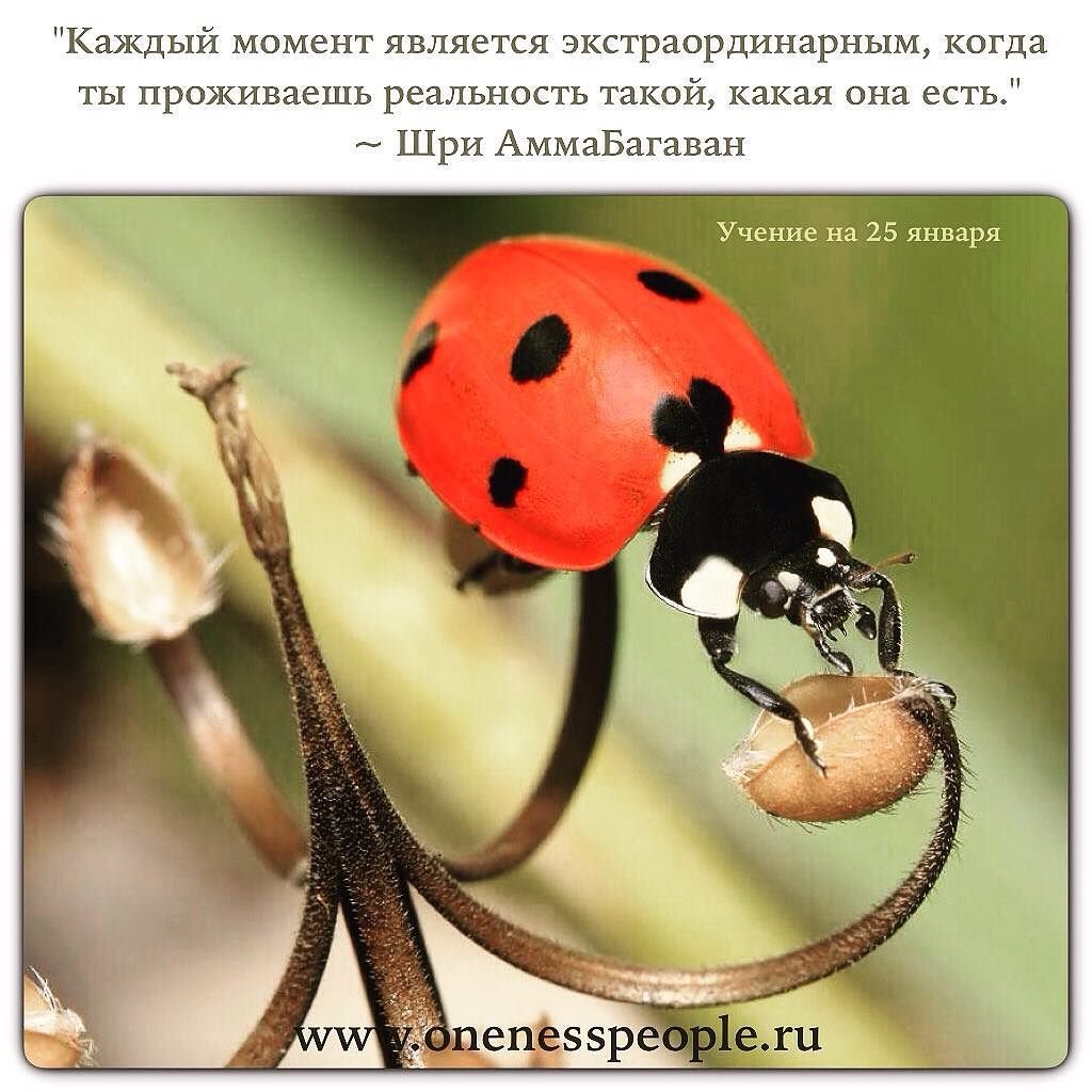 Мертвая Божья коровка