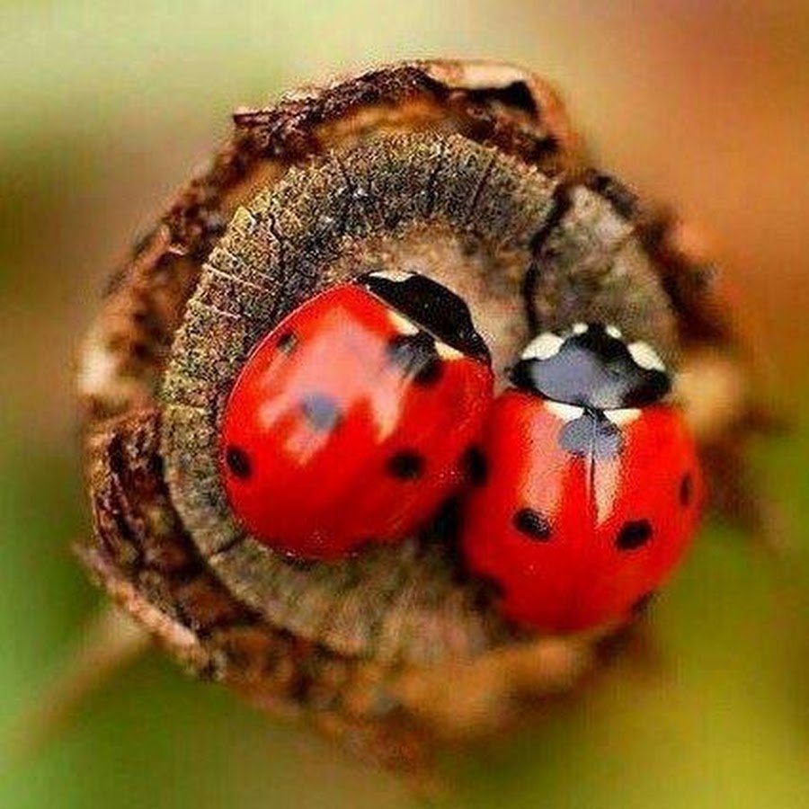 Клевер четырехлистный Божья коровка