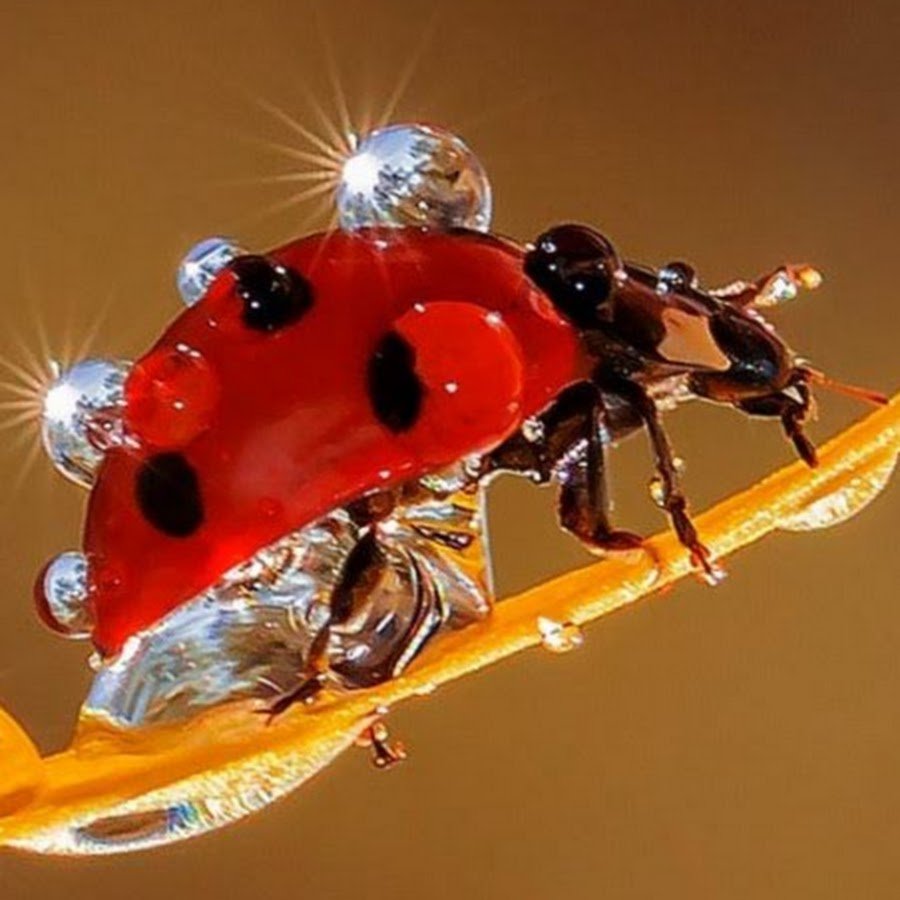 Божья коровка фото