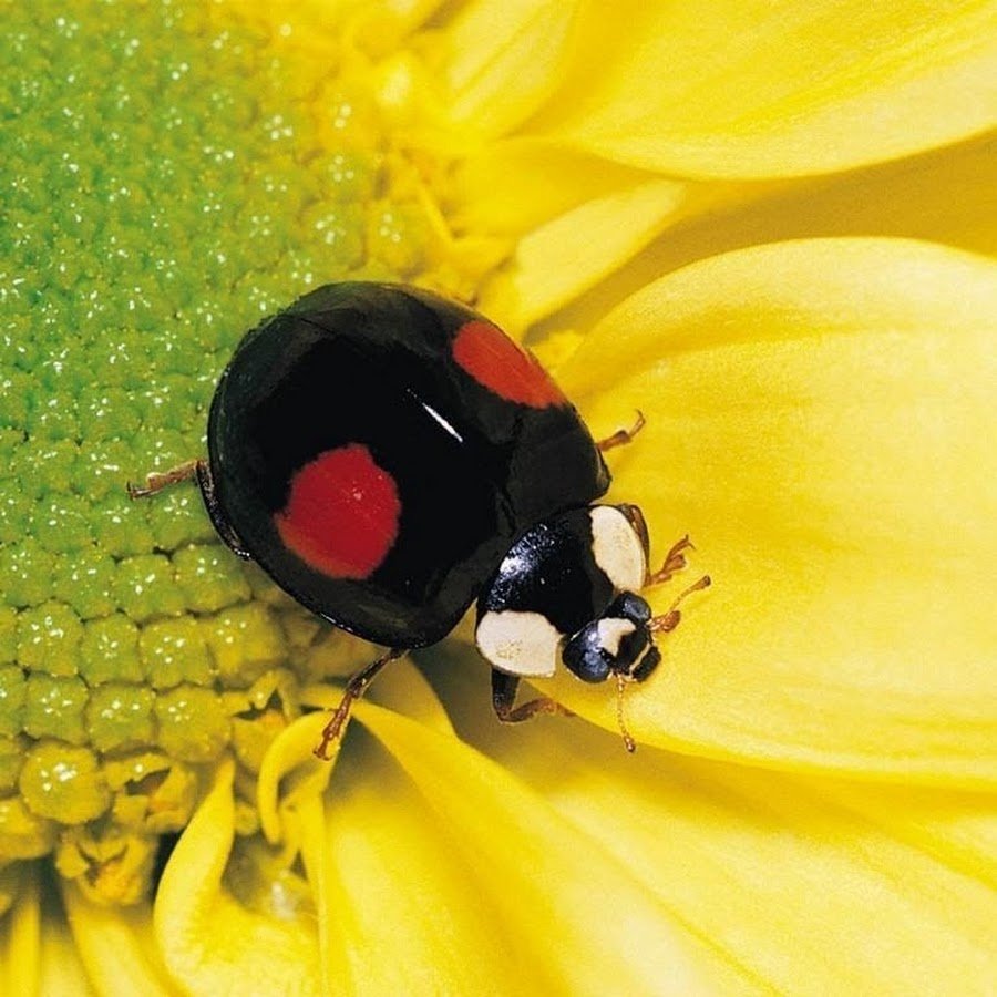 Божья коровка Эстетика