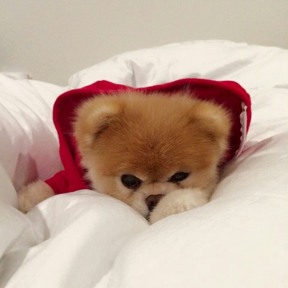 Шпиц собака Медвежонок