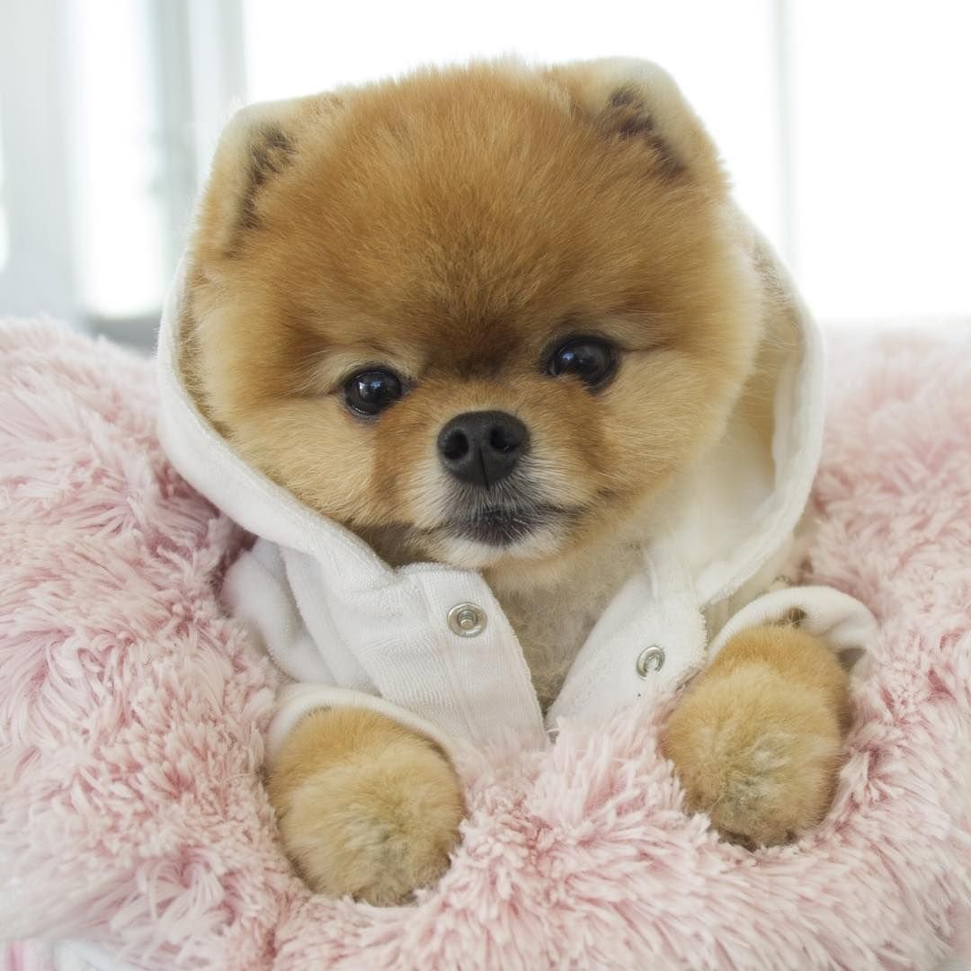 Померанский шпиц Медвежонок