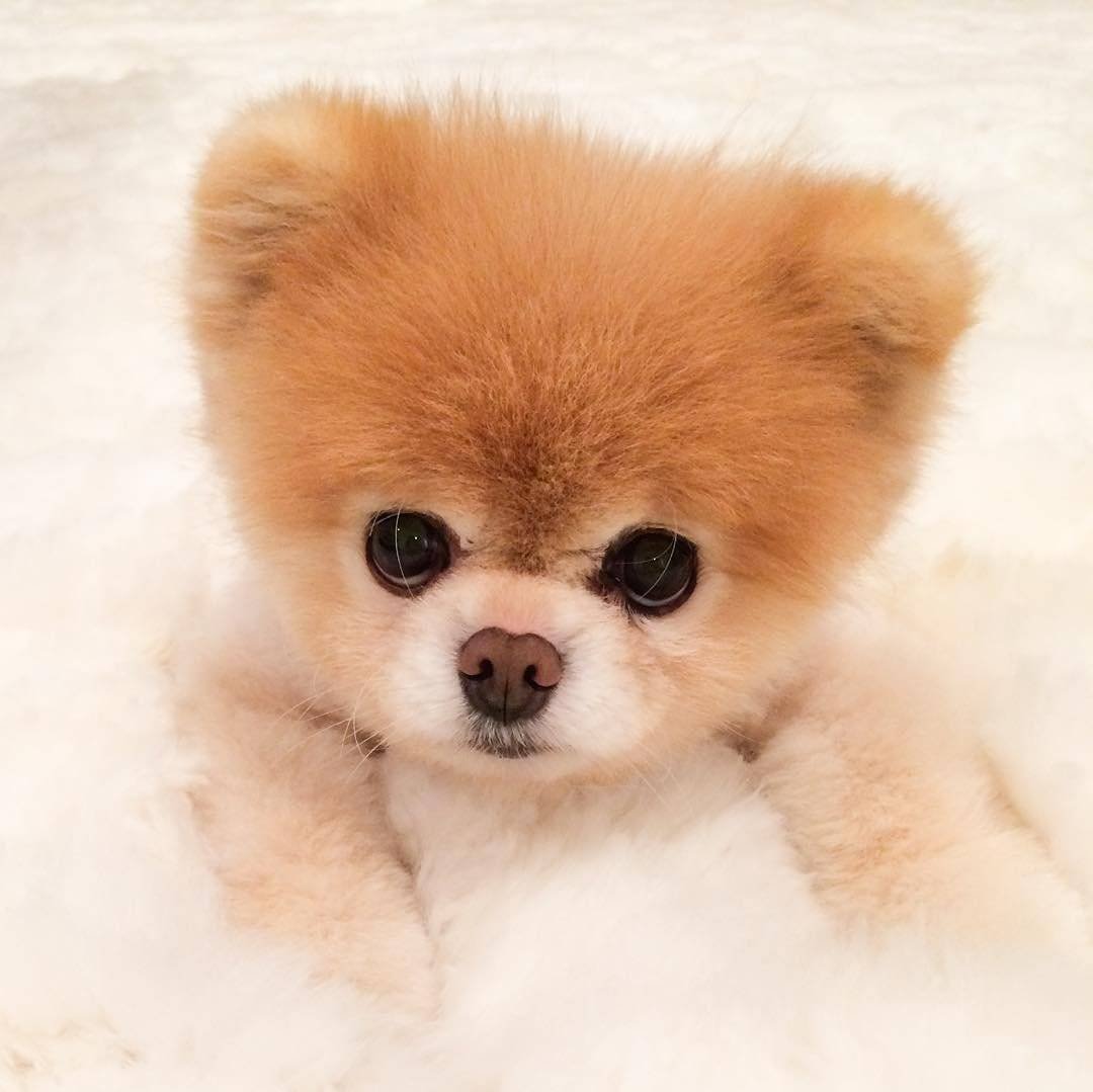 Маленькая собачка похожая на медвежонка