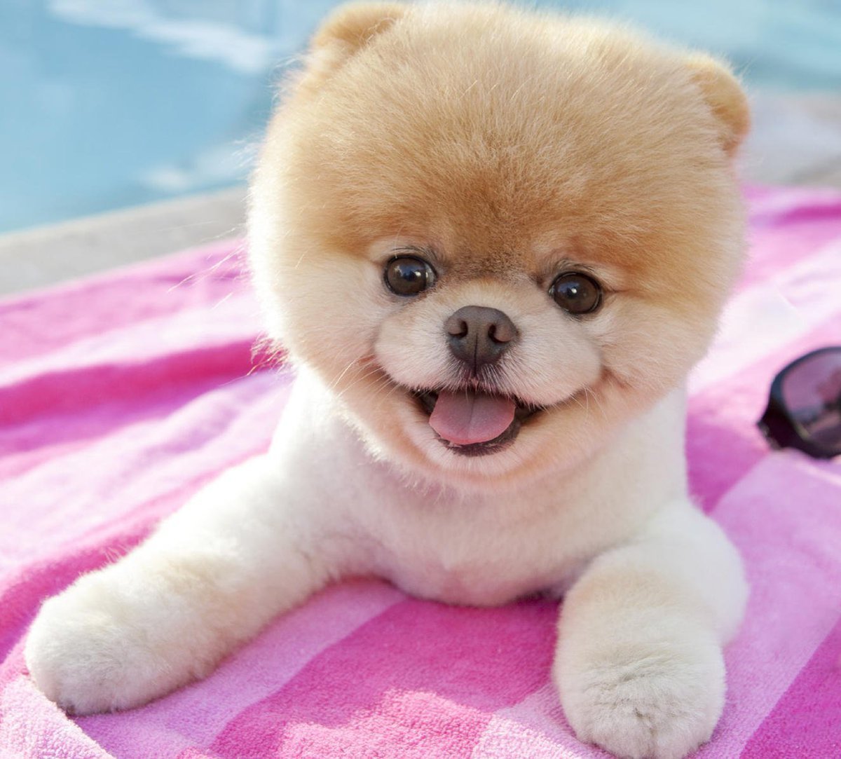 Померанский шпиц корейский