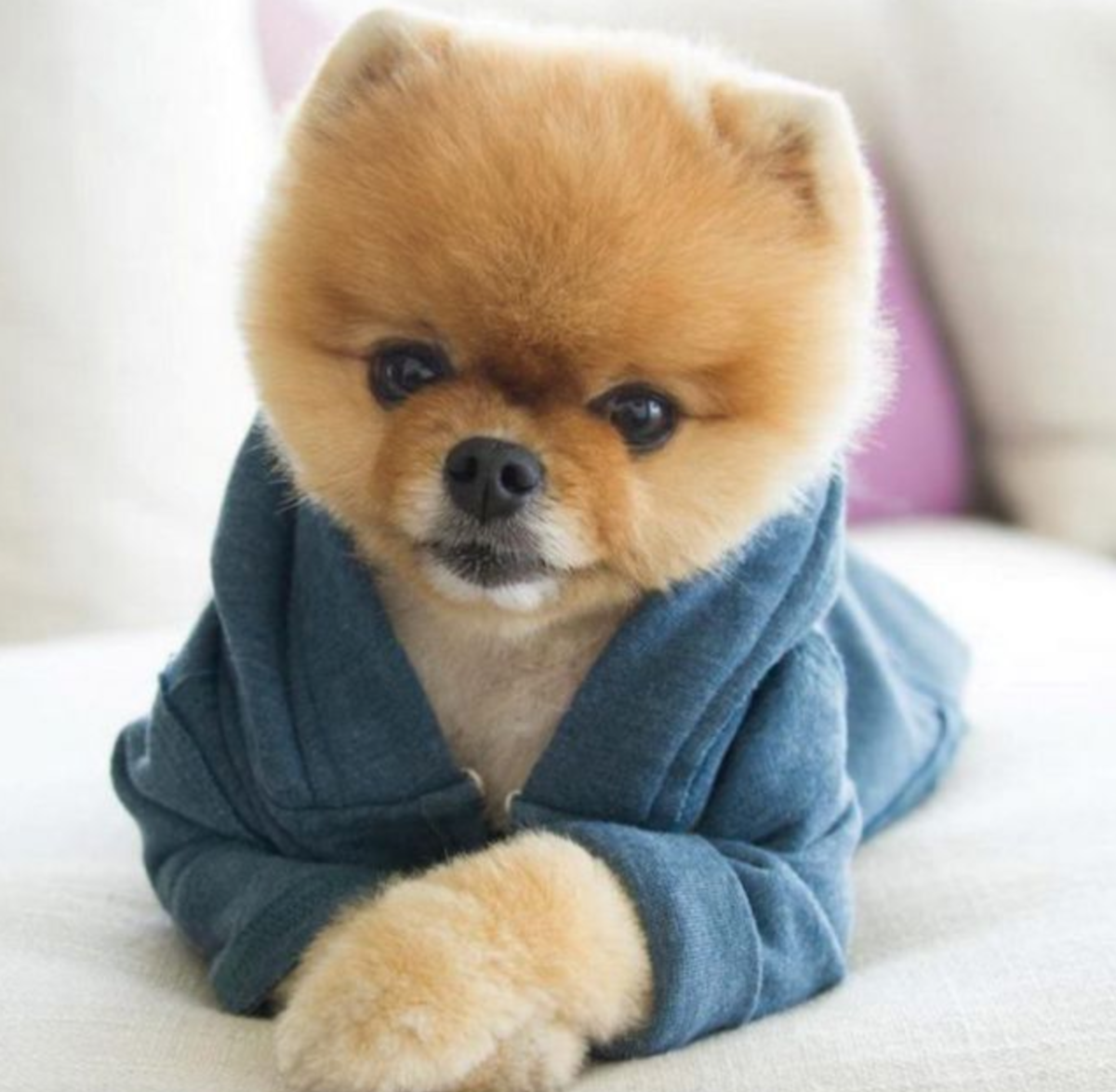 Шпиц померанский в одежке