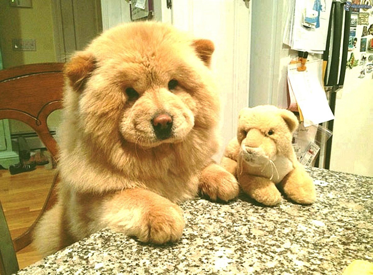 Чау чау маленькие