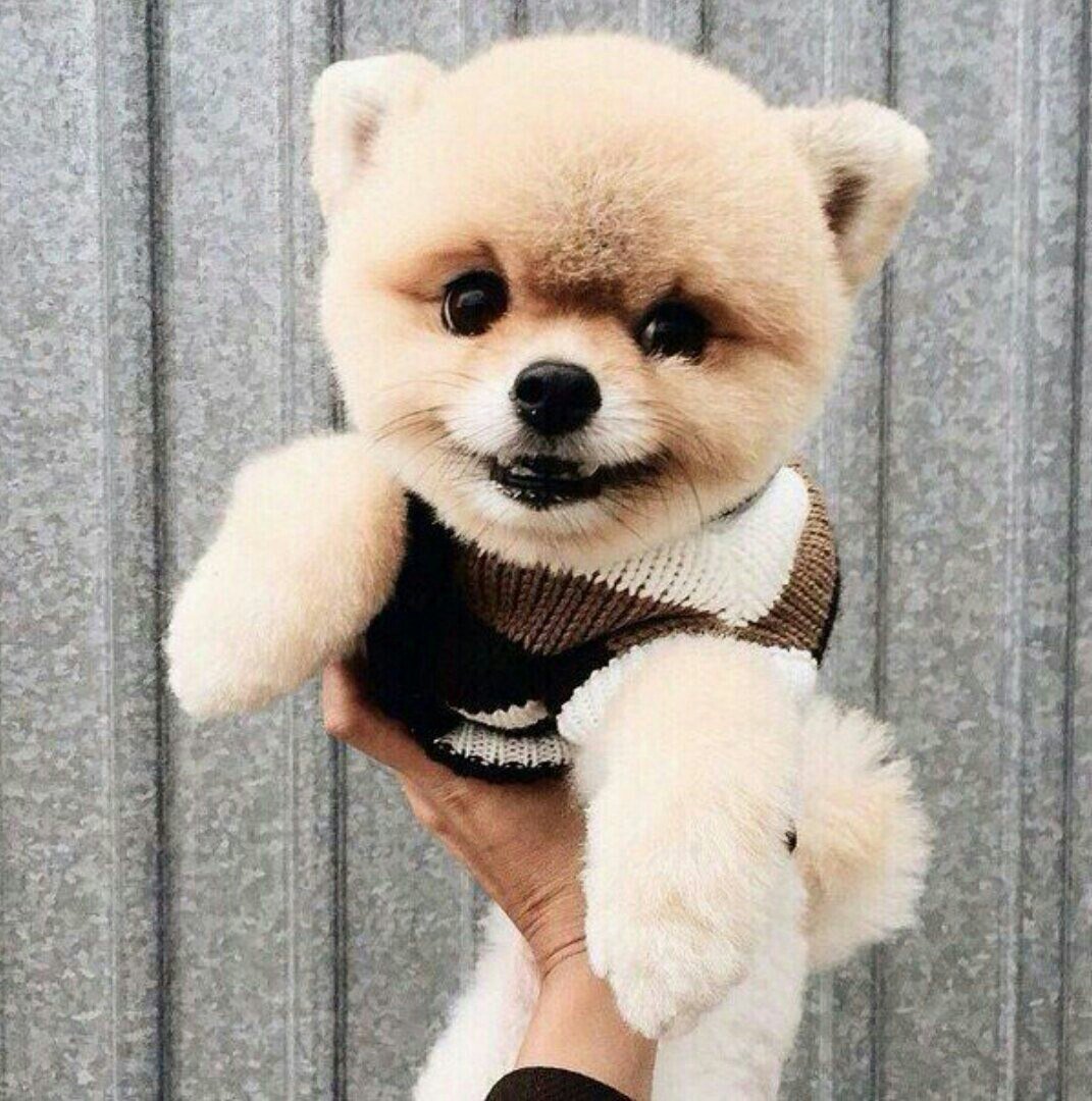 Плюшевая собачка порода