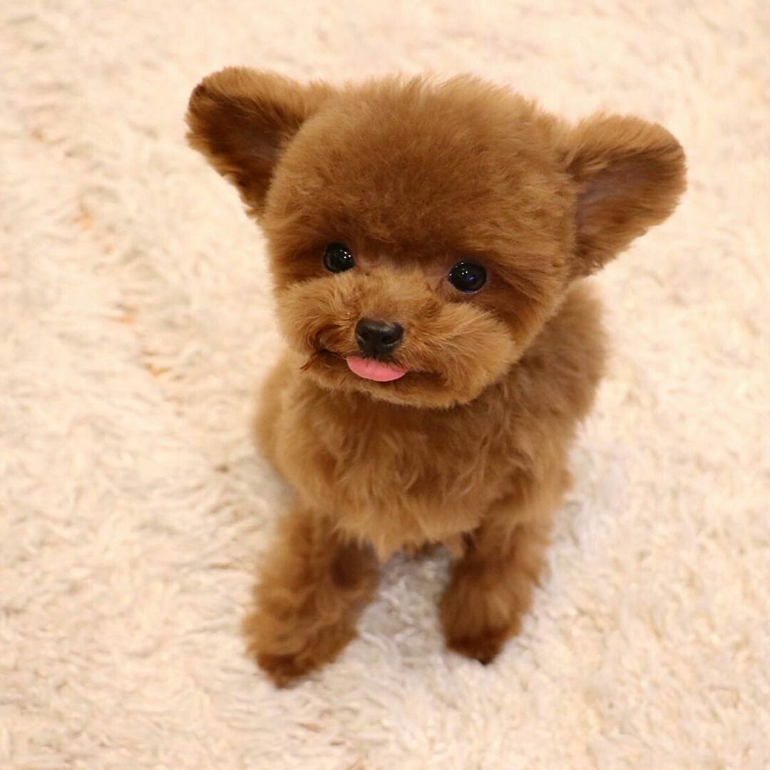 Собачки плюшевые мишки