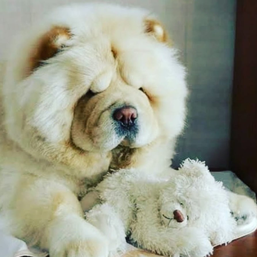 Маленькая собака Медвежонок