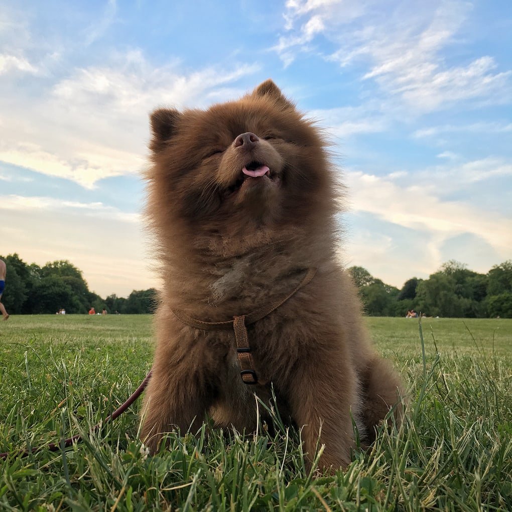 Австралийский шпиц