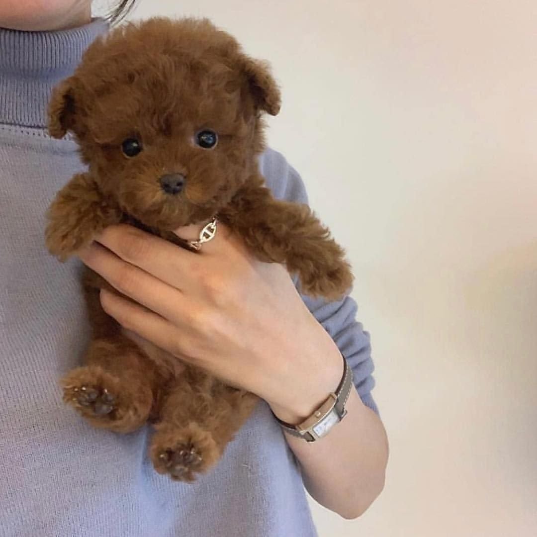 Флаффи Пуппи