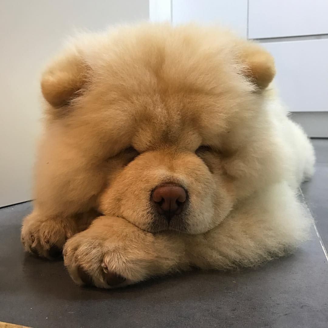 Собаки чау чау маленькие