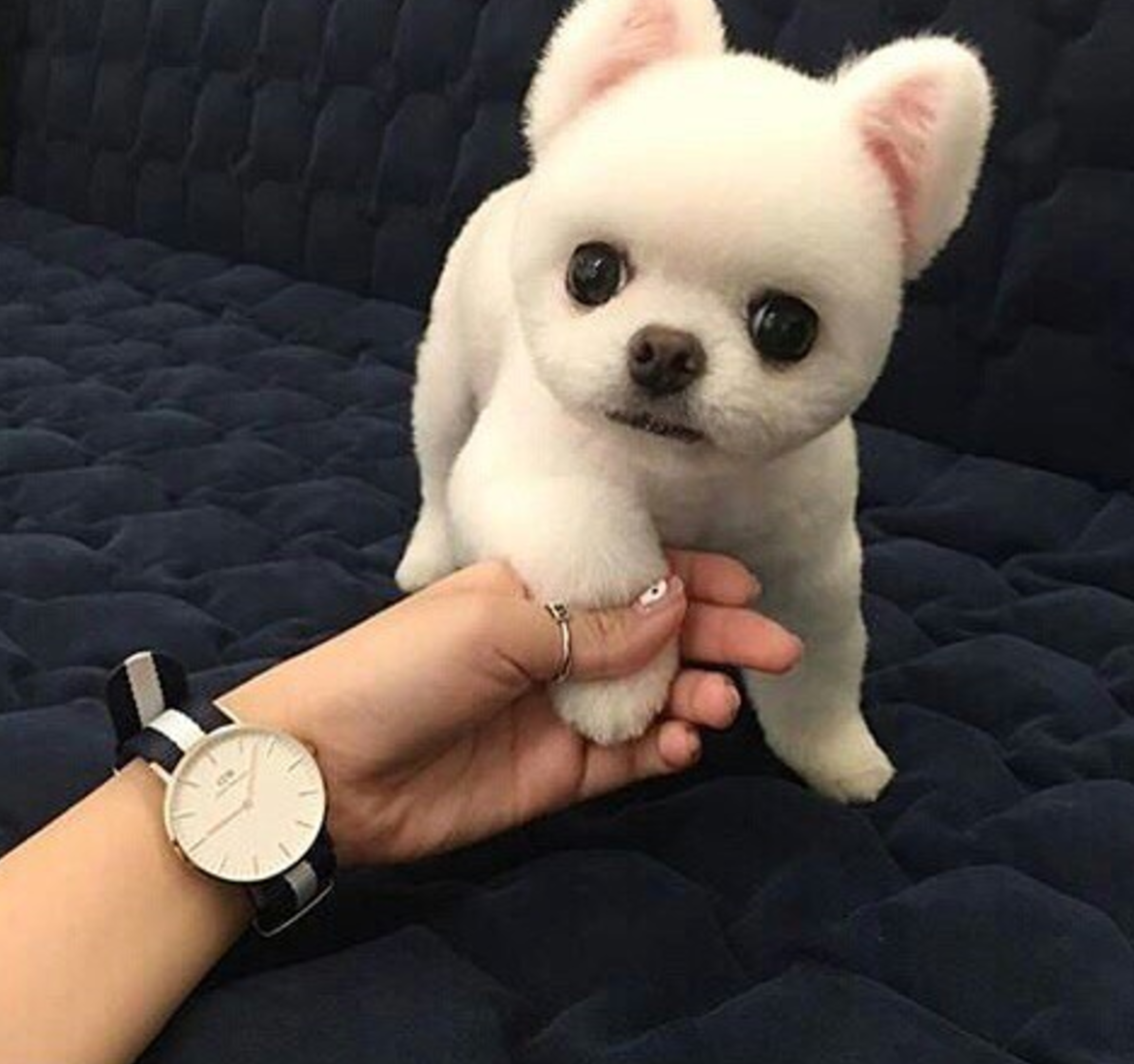 Тедди пудель мальтипу