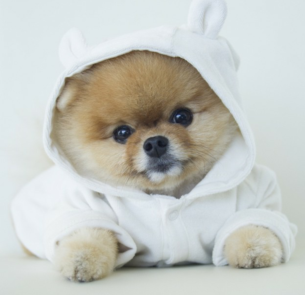 Померанский шпиц jiffpom