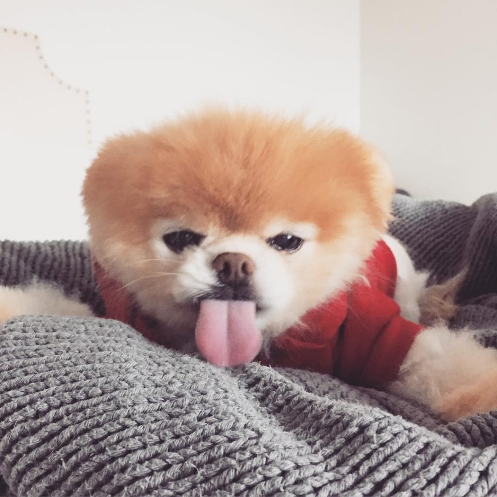 Померанский шпиц белый корейский