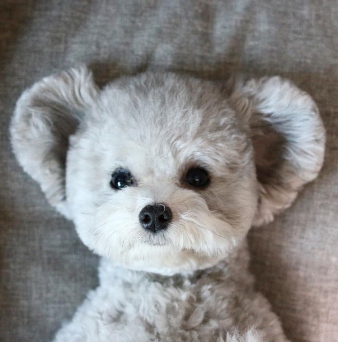 Шпиц померанский карликовый