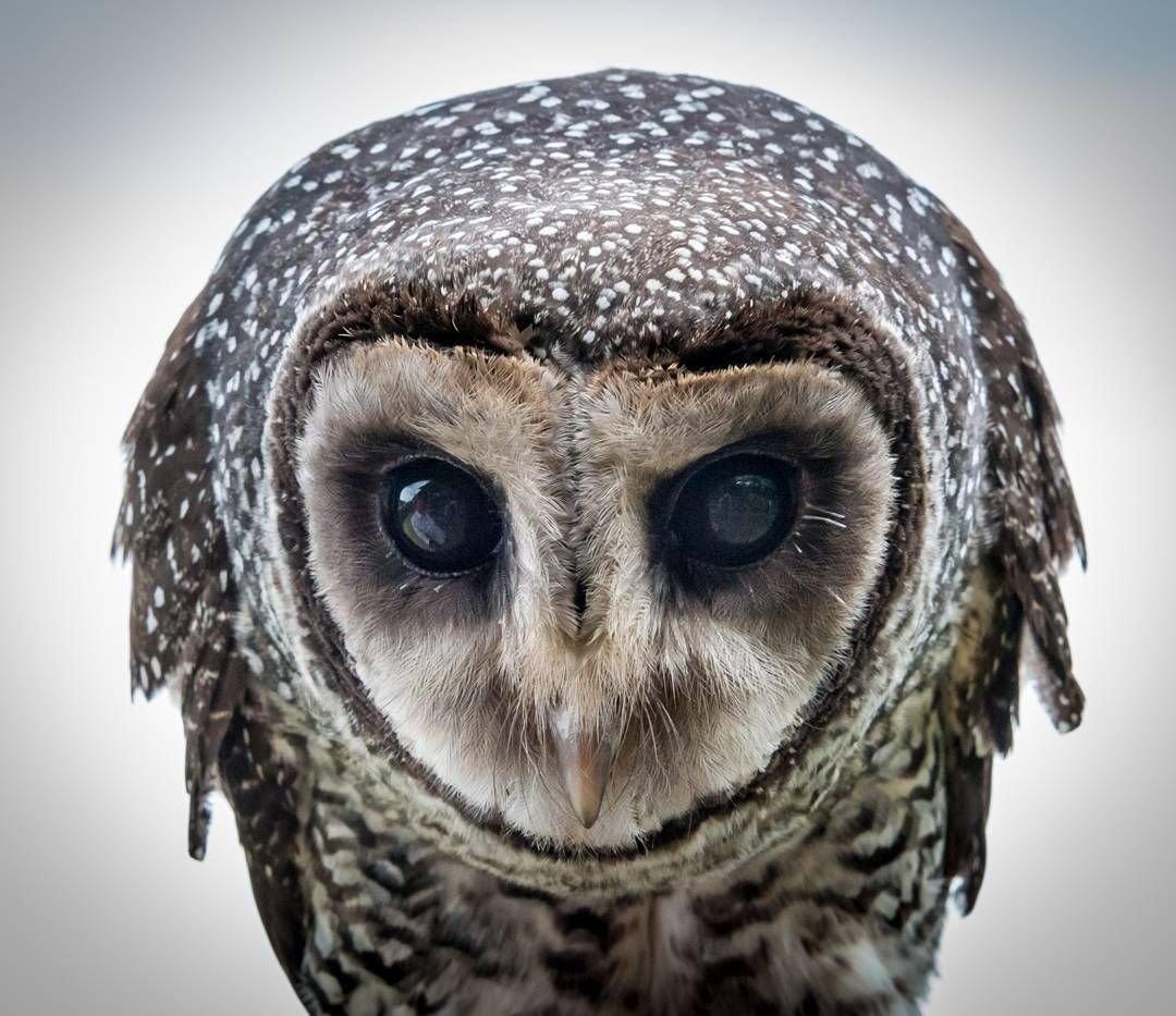 Виргинский Филин