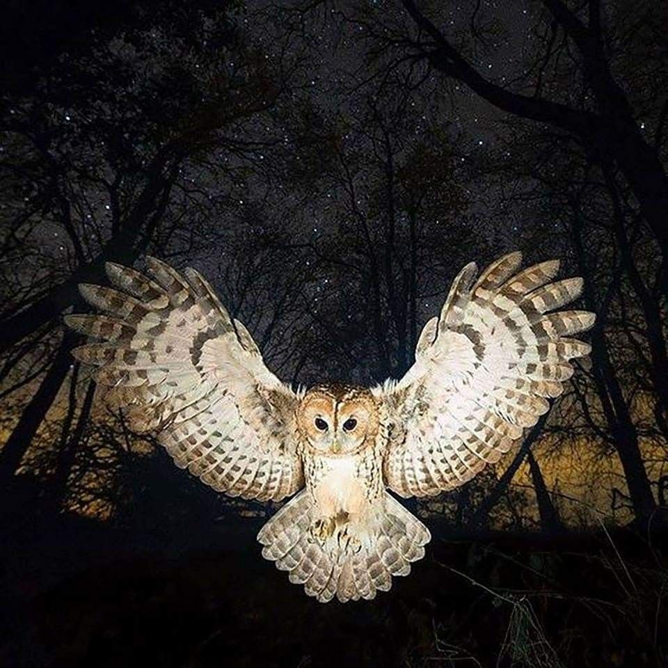 Сова в природе