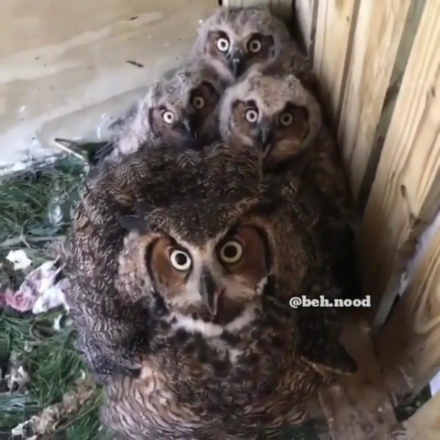 Бородатая неясыть размах крыльев