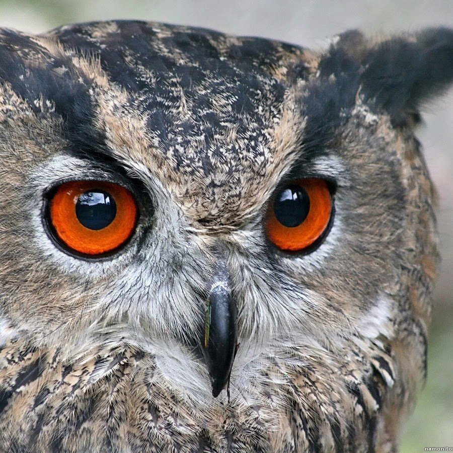 Филин Николай ЛОР