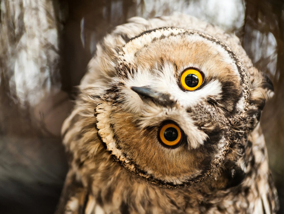 Филин Bubo Bubo