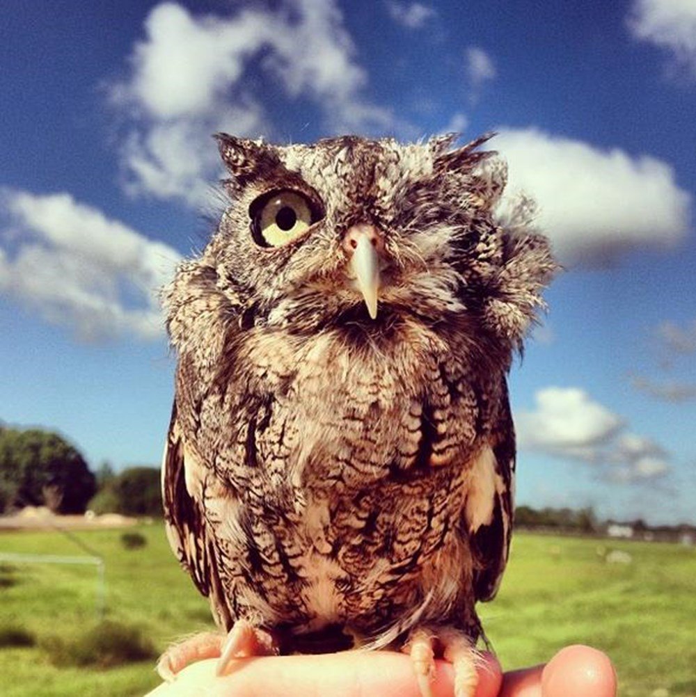 Филин и Сова