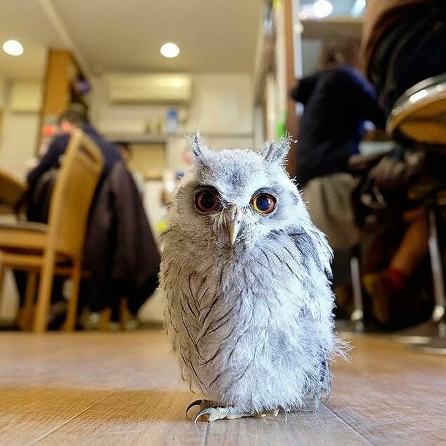 Филин от Совы