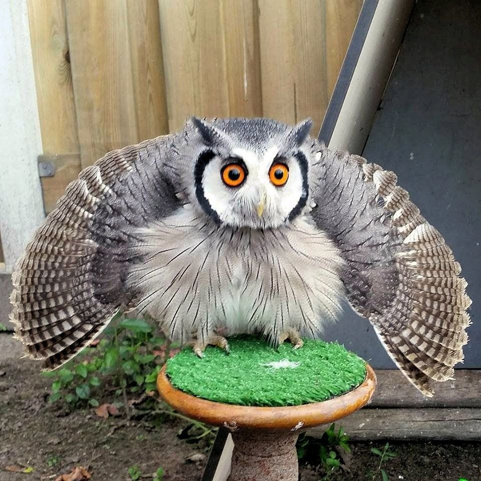 Сова распушилась