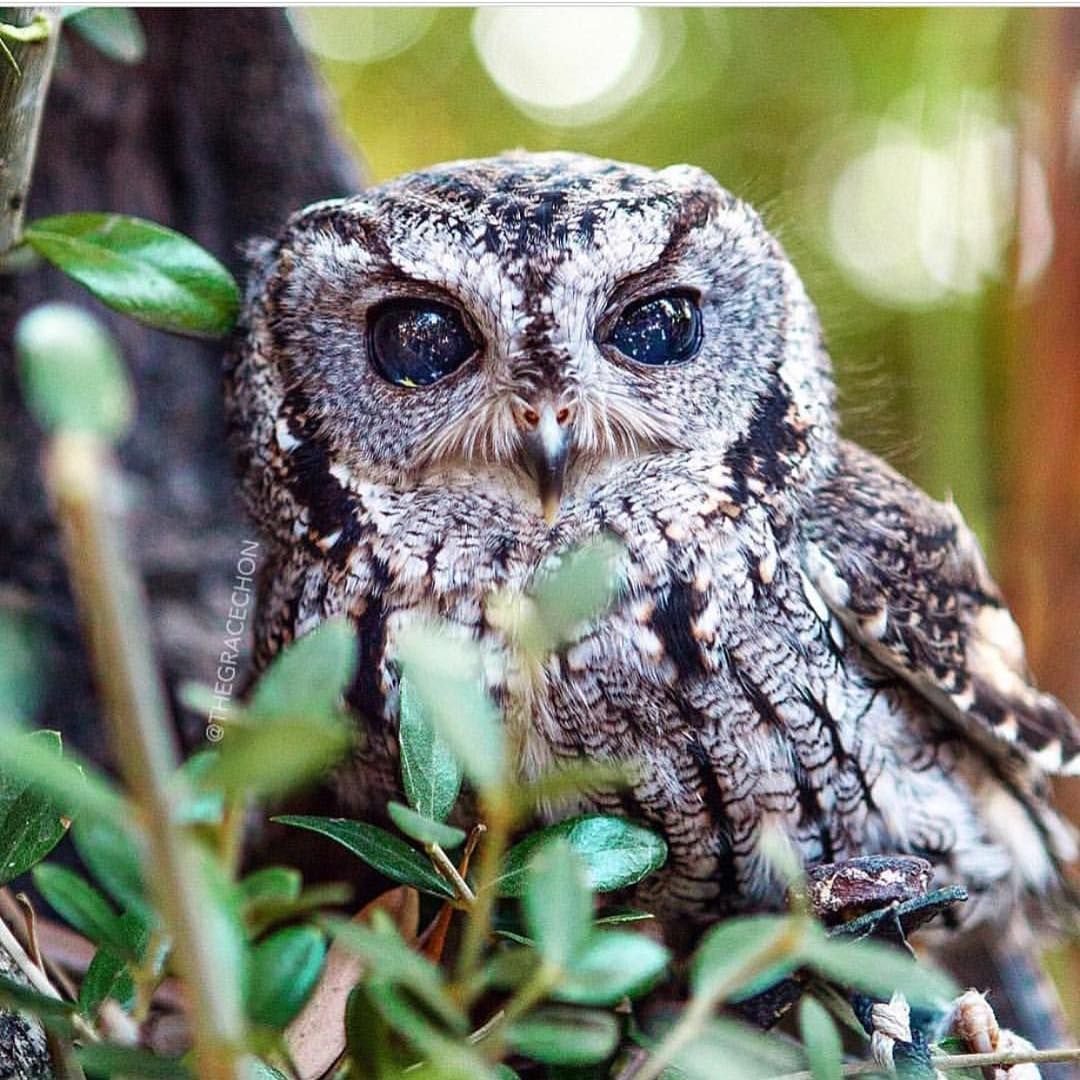 Слепая Сова Зевс