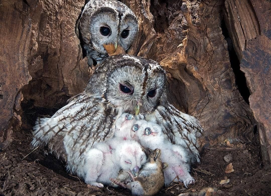 Сова прячется за ногой