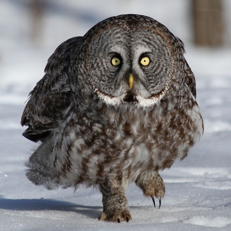 Под смеющейся Совы фото кошачьих