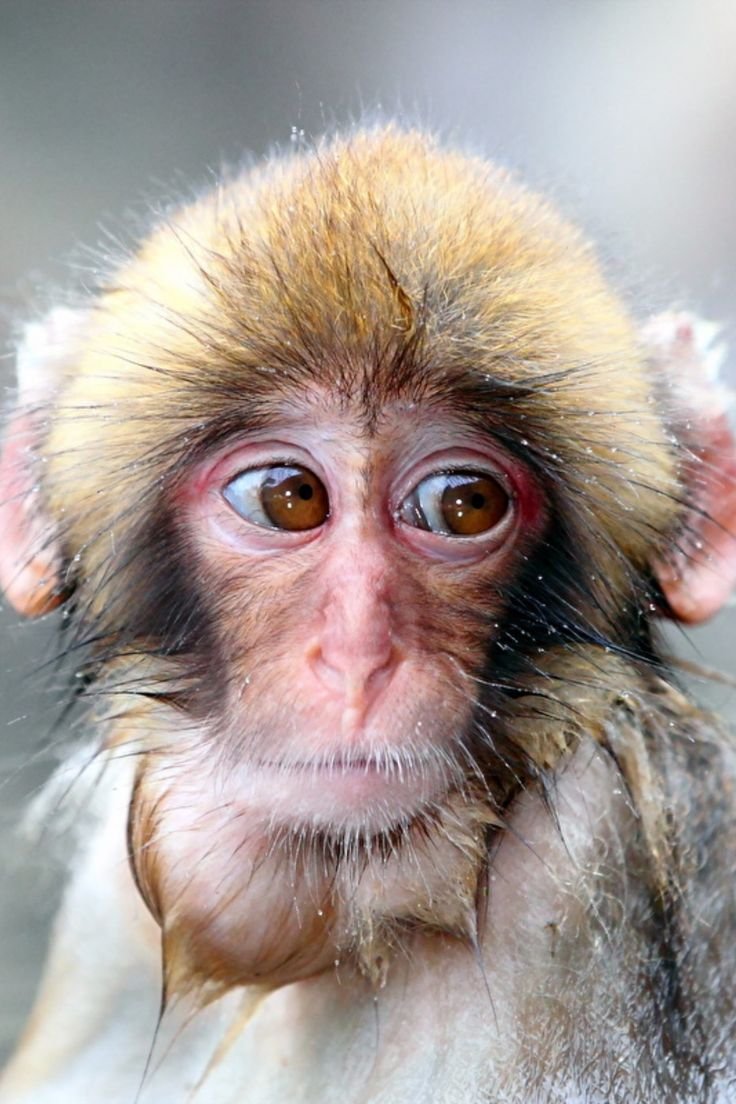 Глаза шимпанзе