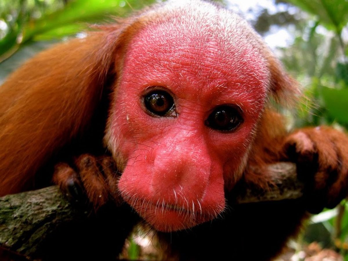 Лысый уакари