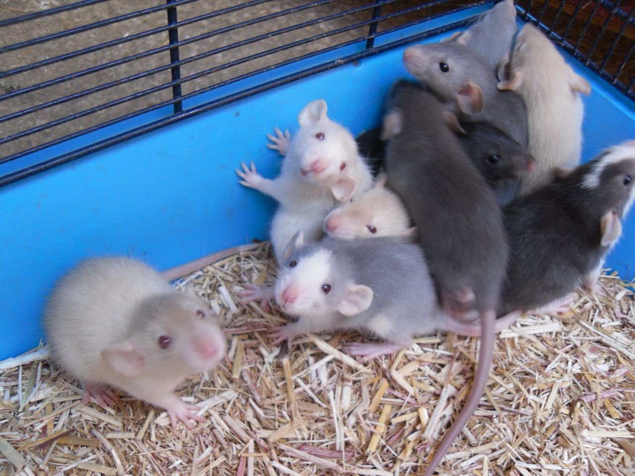 Дамбо размеры. Декоративные крысы породы Дамбо. Голубые крысята Дамбо. Декоративная крыса и крыса Дамбо. Породы крыс Дамбо голубой.