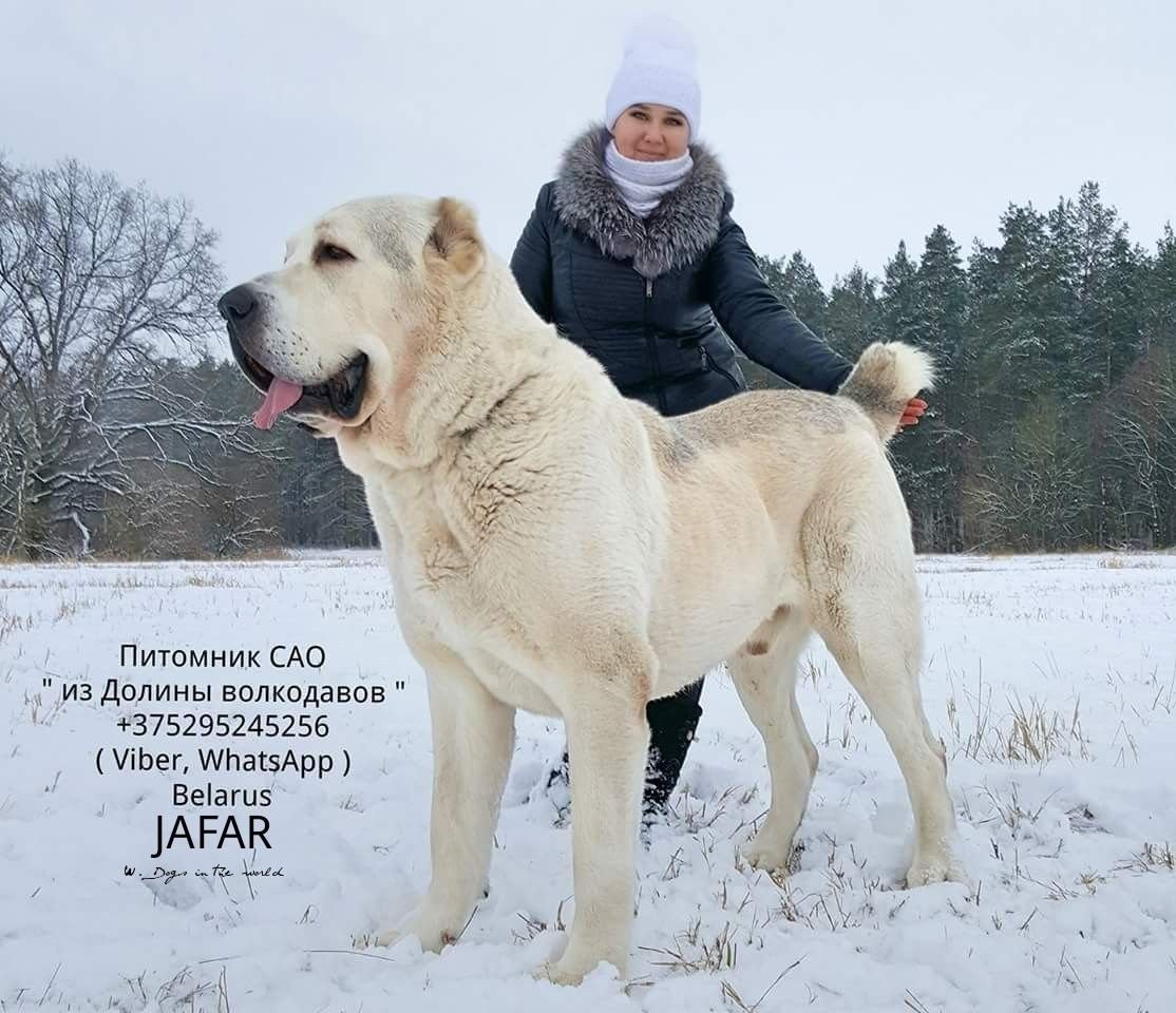 Туркменский алабай кангал