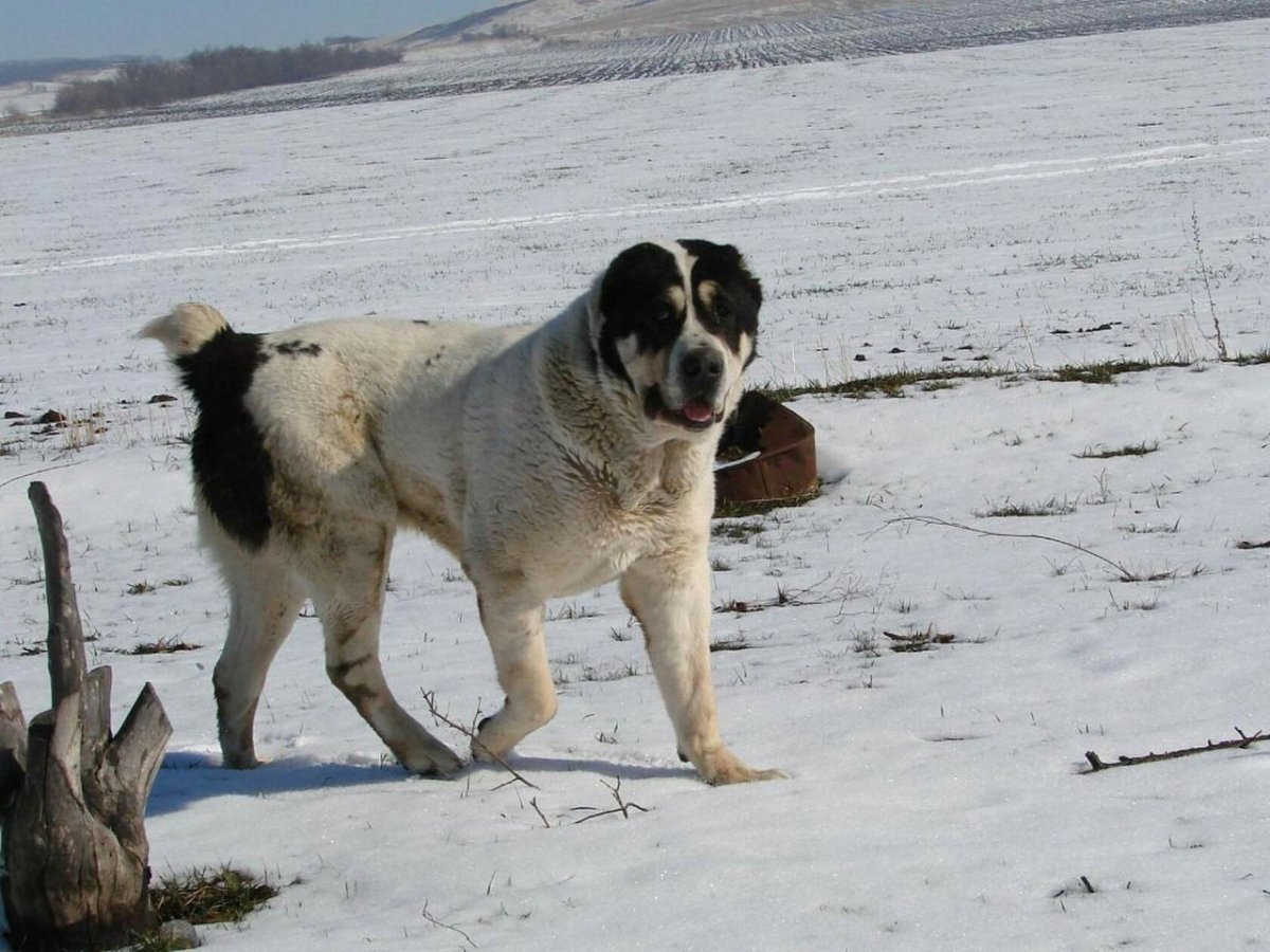 Алабай черный