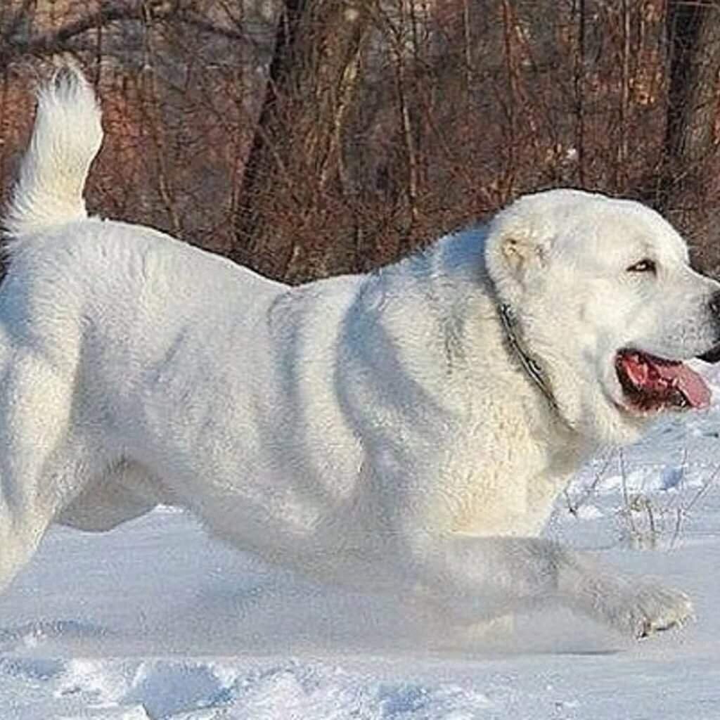 Монгольский алабай