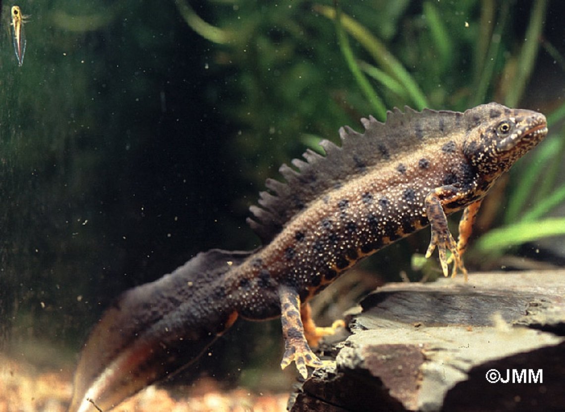 Обыкновенный и гребенчатый тритоны