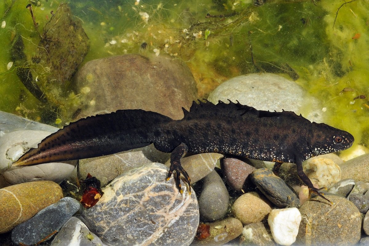 Гребенчатый Тритон личинка