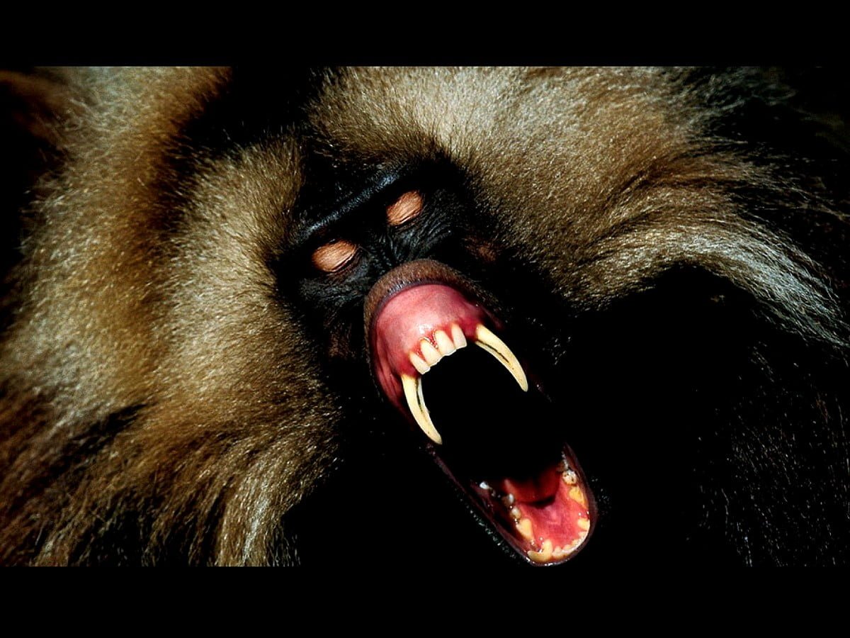 Обезьянка кричит