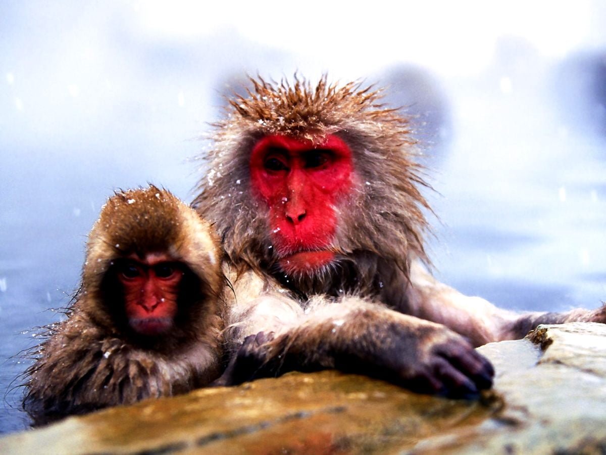 Обезьяна на плоту