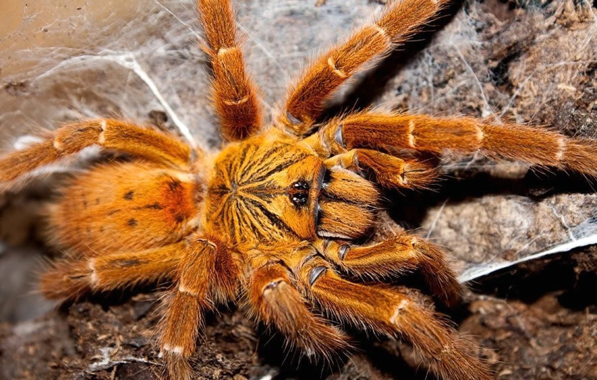 Птеринохилус муринус