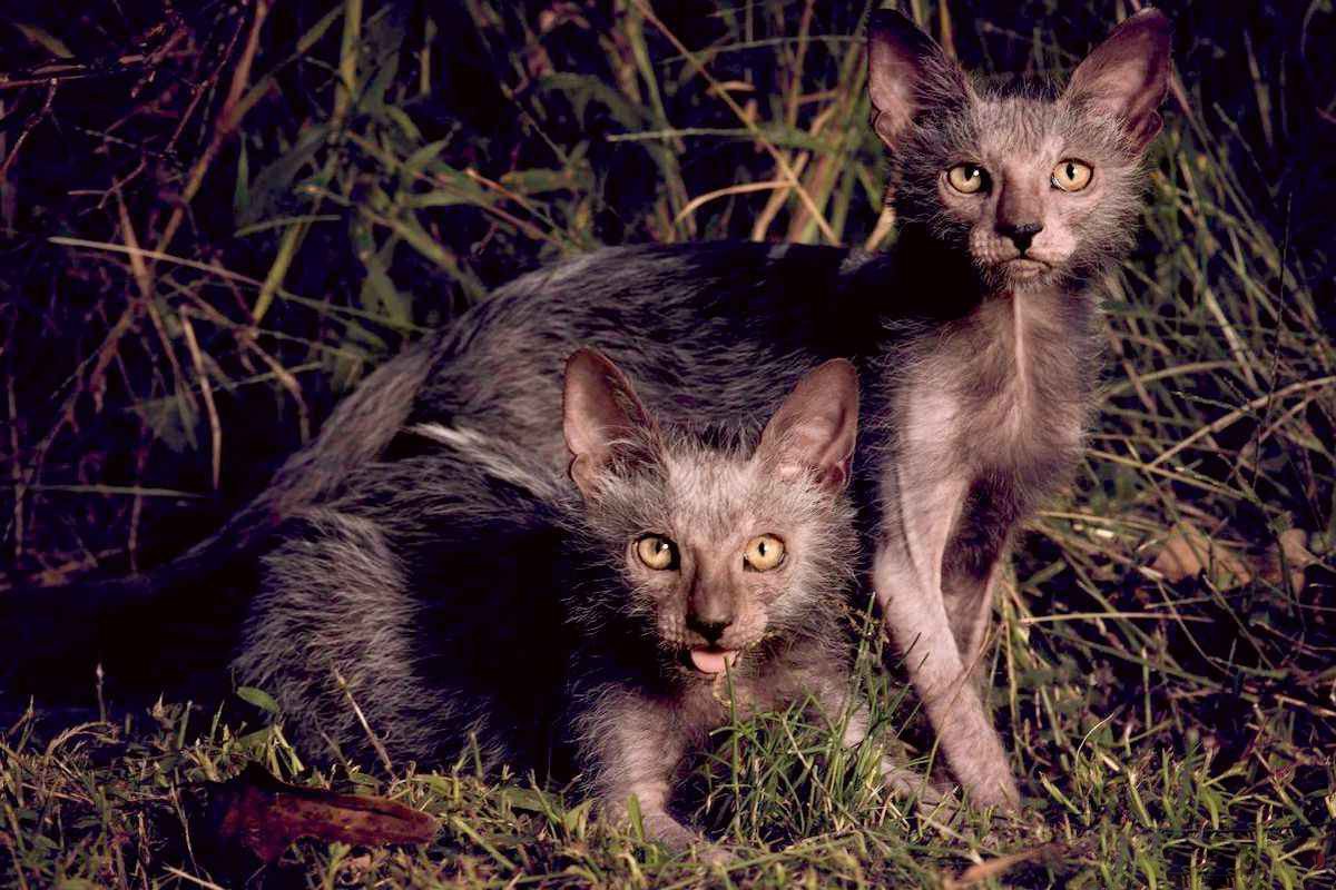 Кот оборотень Ликой