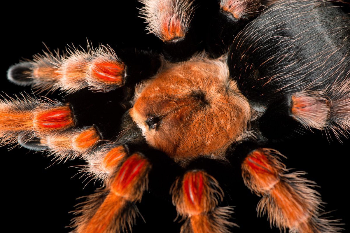 Тарантул птицеед оранжевый