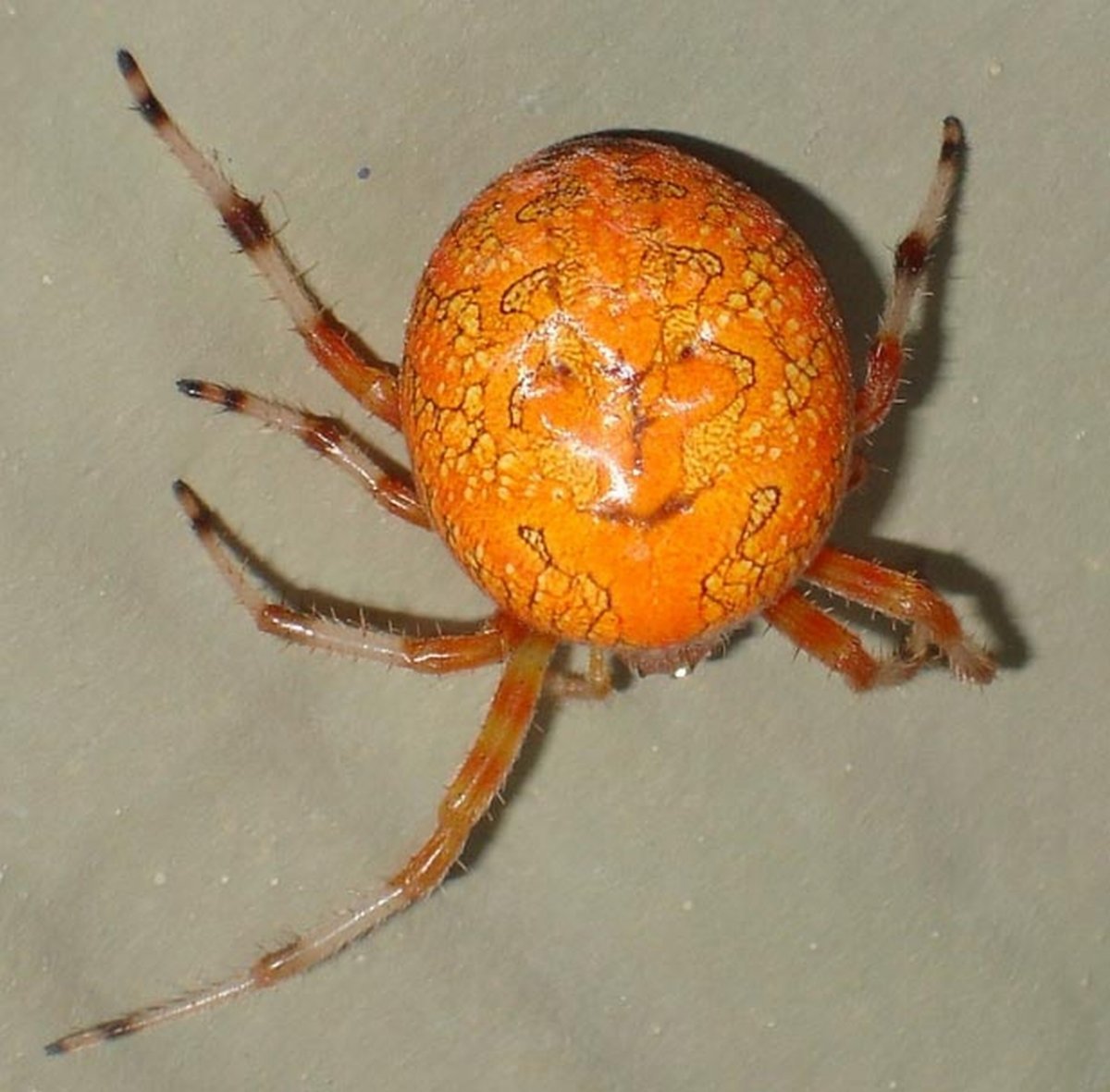 Паук крестовик ярко оранжевый