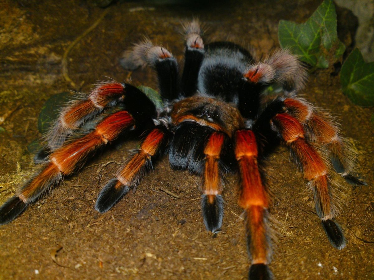 Паук птицеед оранжевый