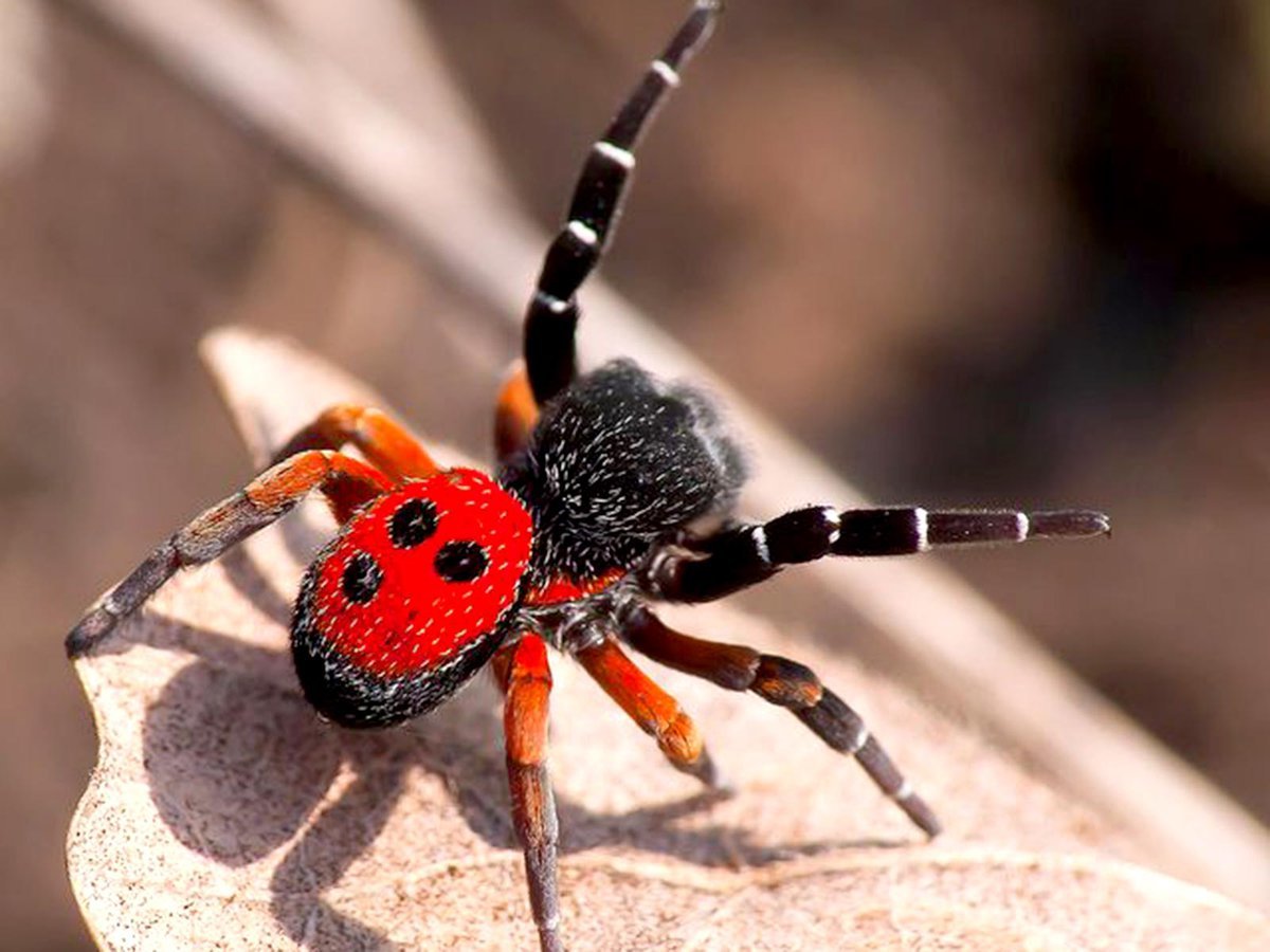 Паук эрезус чёрный